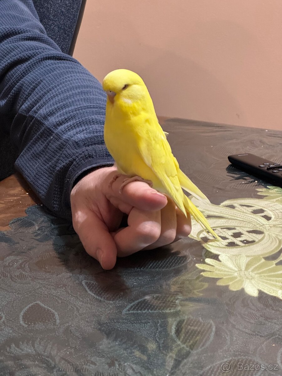 Andulky krotké a ochočené