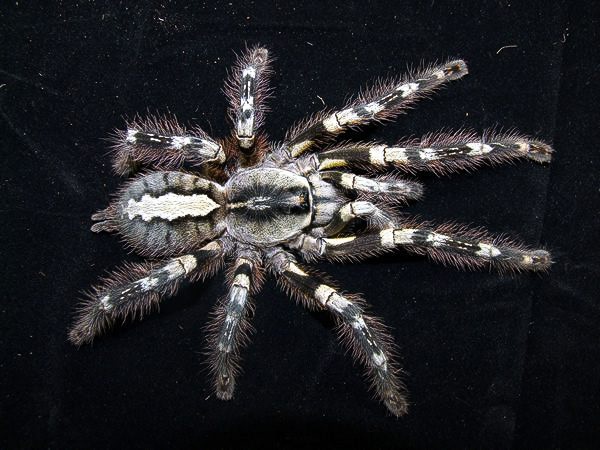 Poecilotheria striata