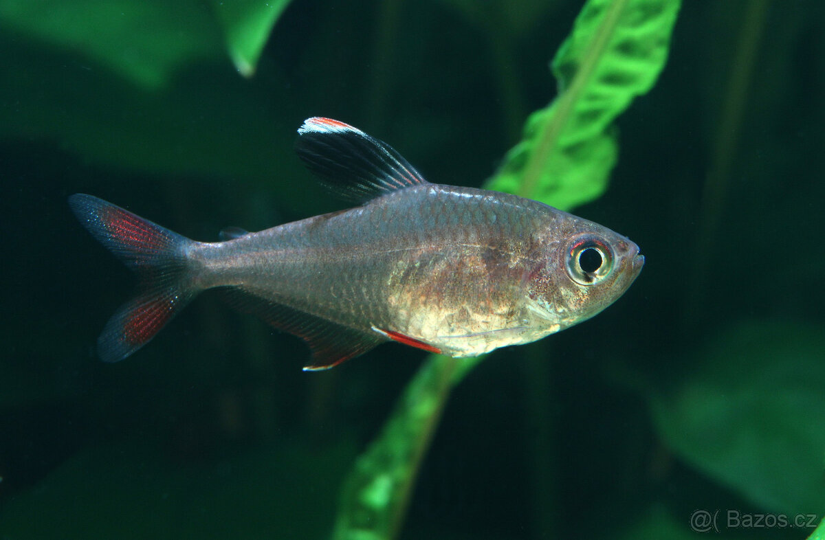 Tetra ozdobná | Hyphessobrycon rosaceus
