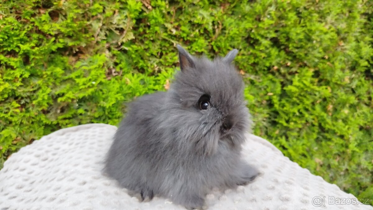 Zakrslý králík, králíček - TEDDY - OLAF, OLIVER, OLINA