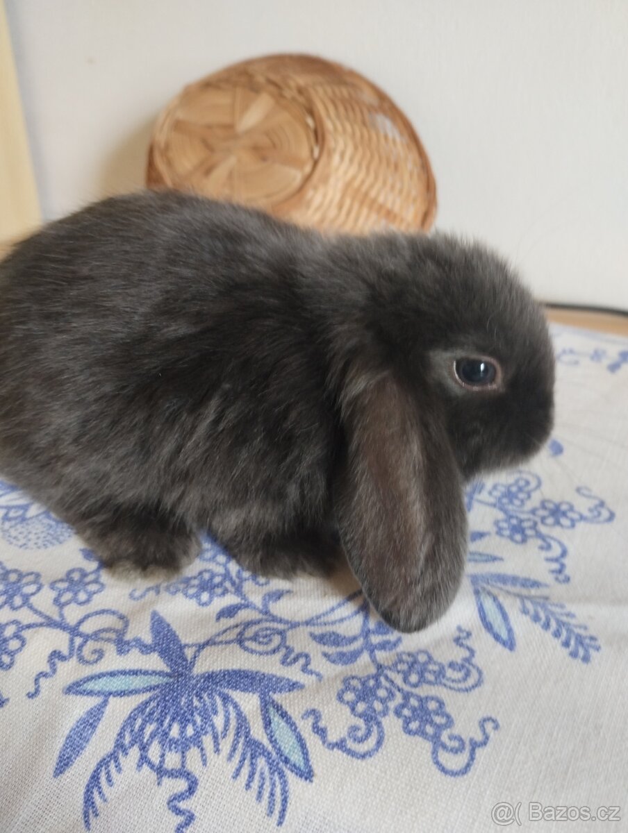 Prodám samičku zakrslého králíčka beránka