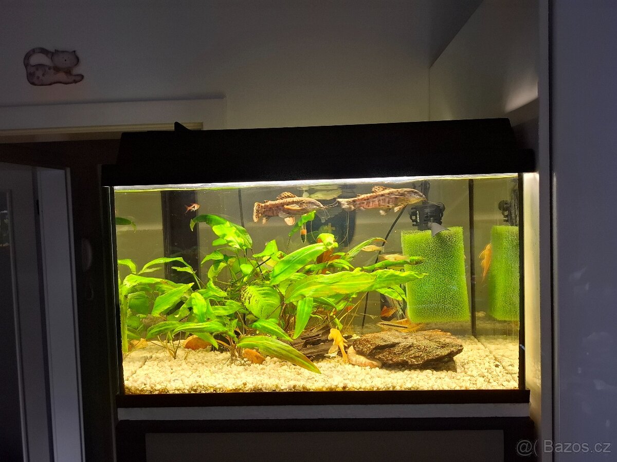 Akvarium