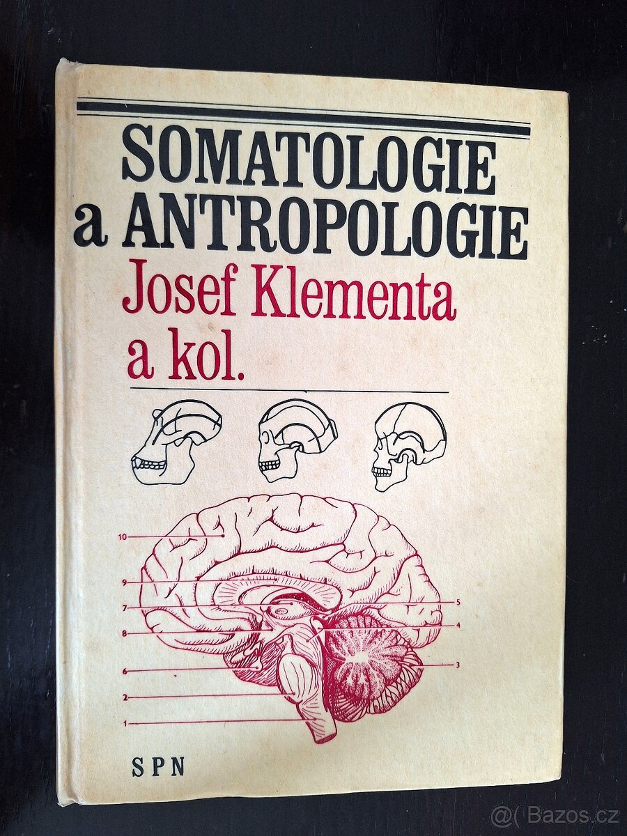 Klementa - Somatologie a antropologie