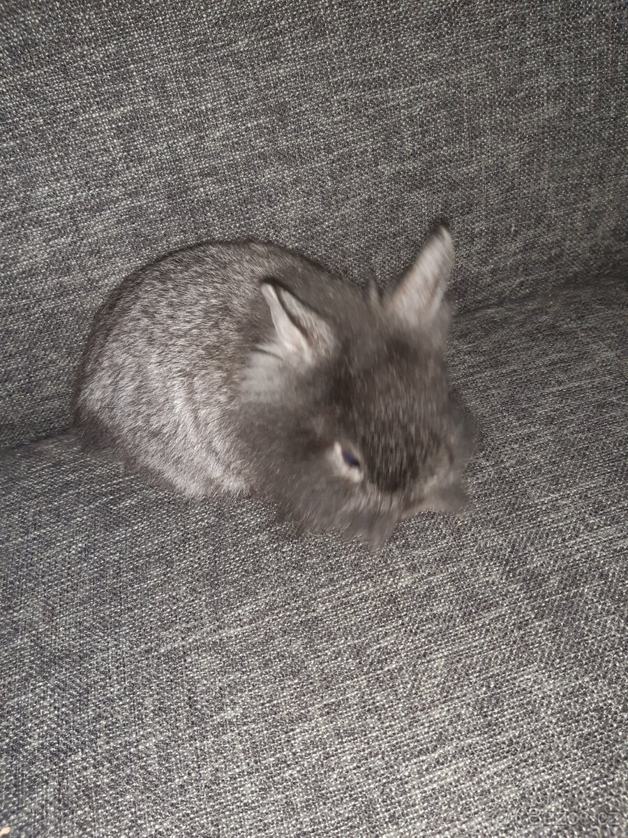 Zakrslí Králík