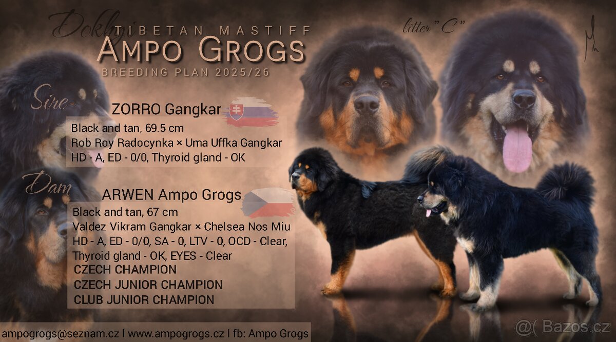 Tibetská doga - štěňátka s PP - rezervace 2025/2026