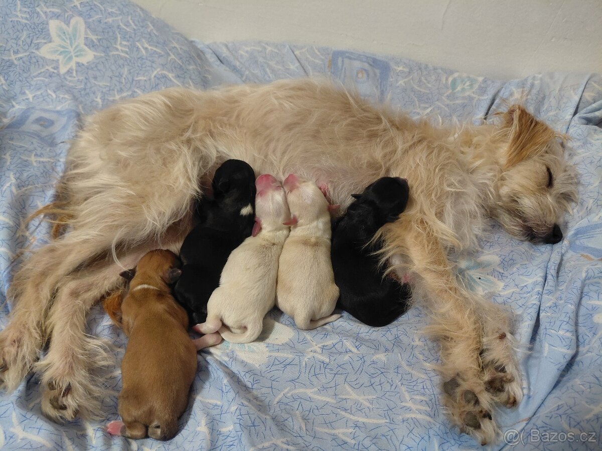 štěňata na prodej