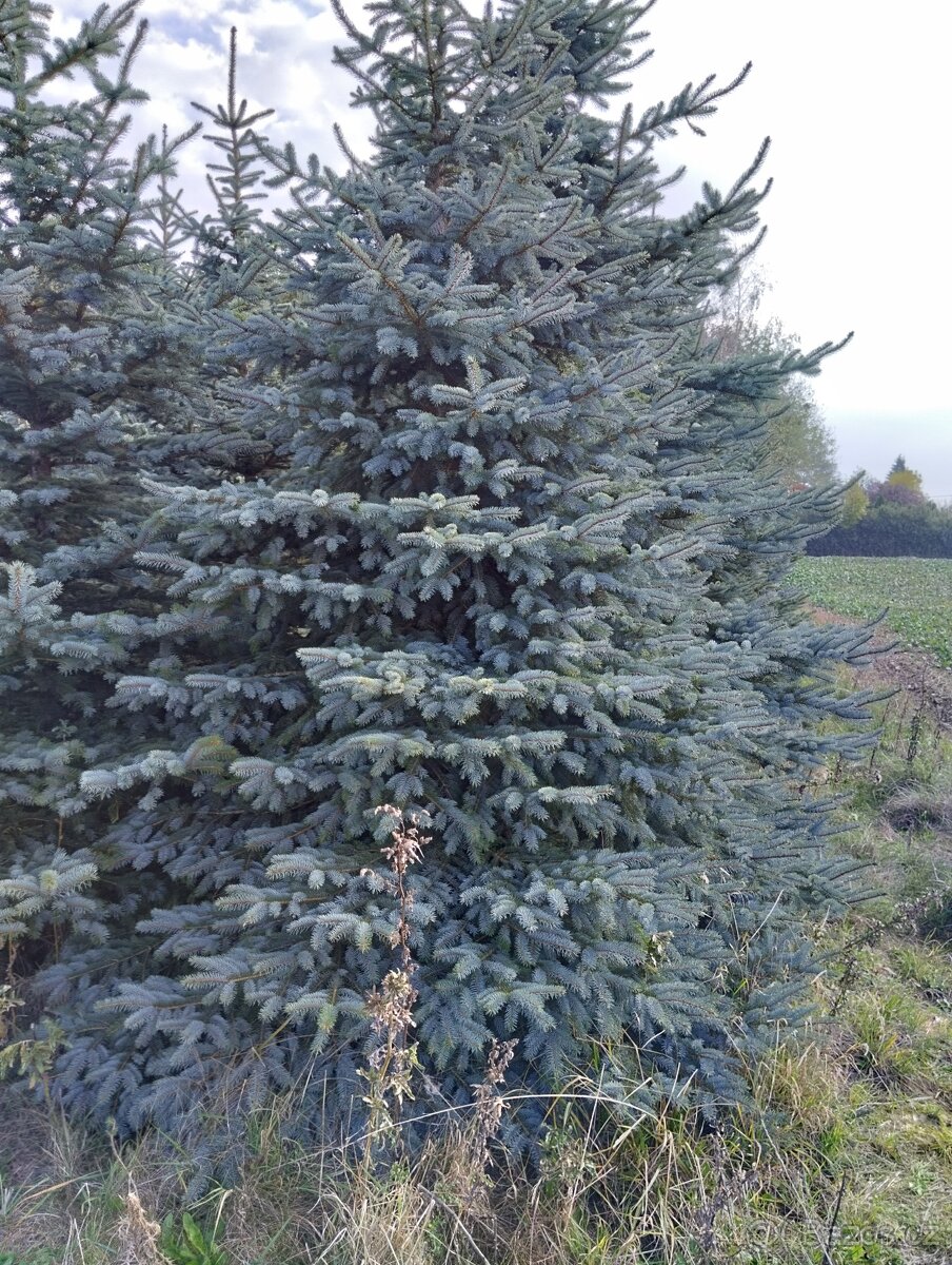 vanočni stromek velky