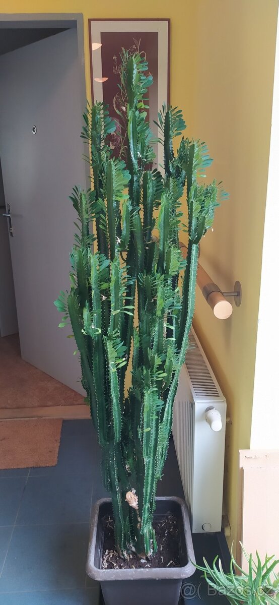 kaktus Pryšec trojúhlý