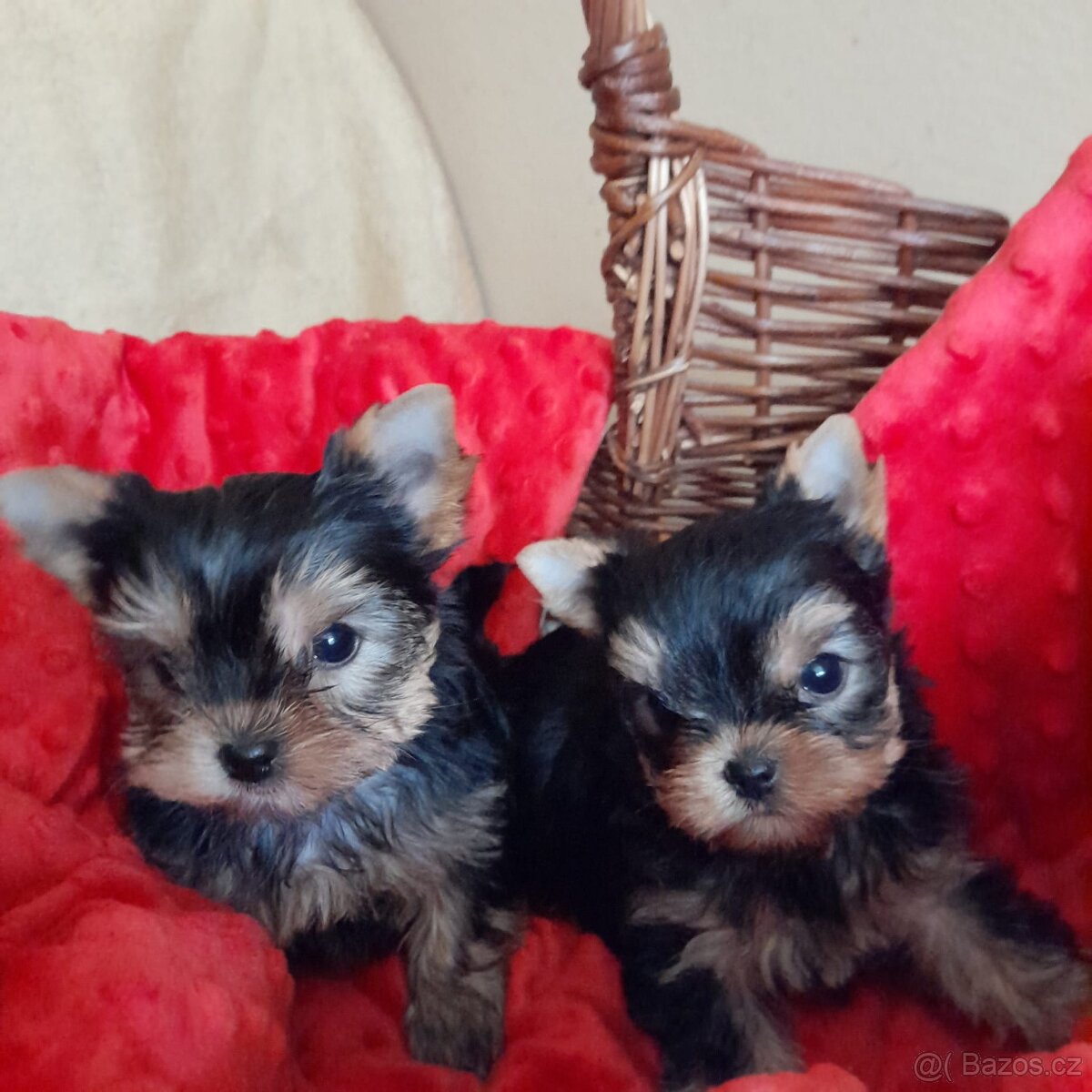 Jorkšírský teriér