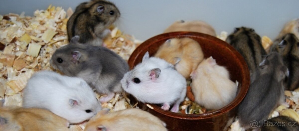 Křeček dzungarsky prodám