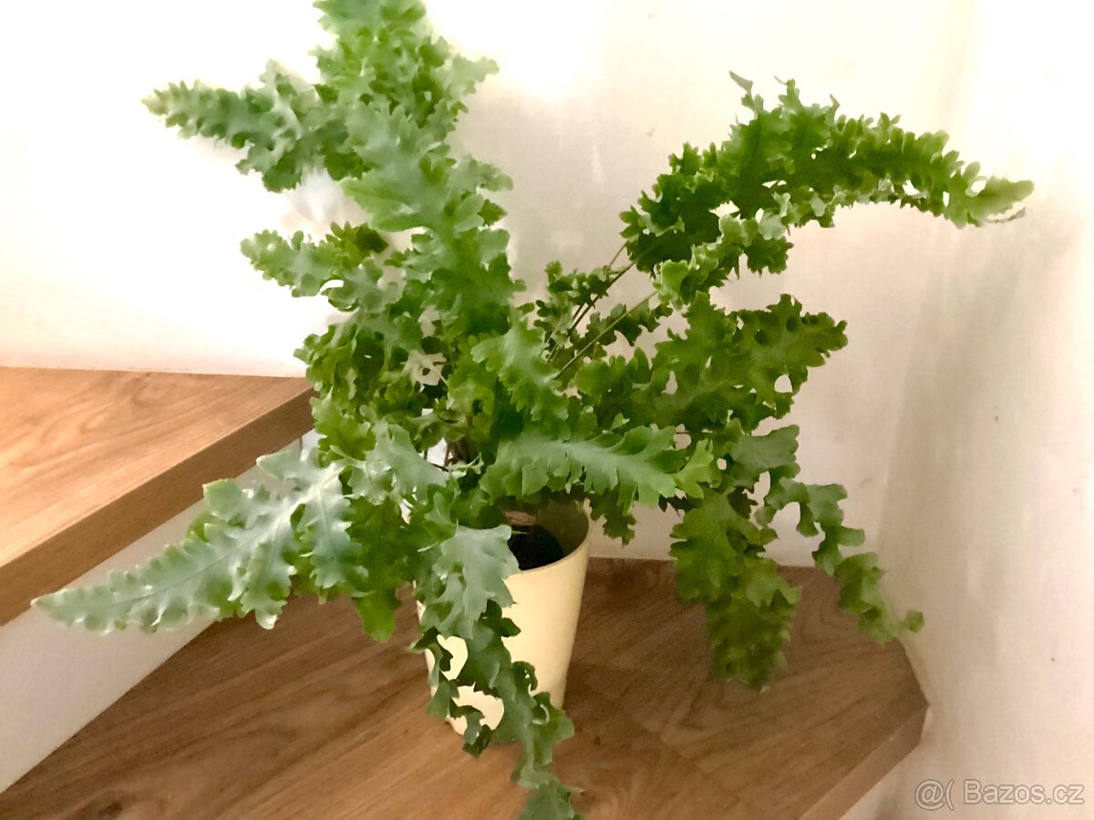 Pokojové kapradi Slezinik