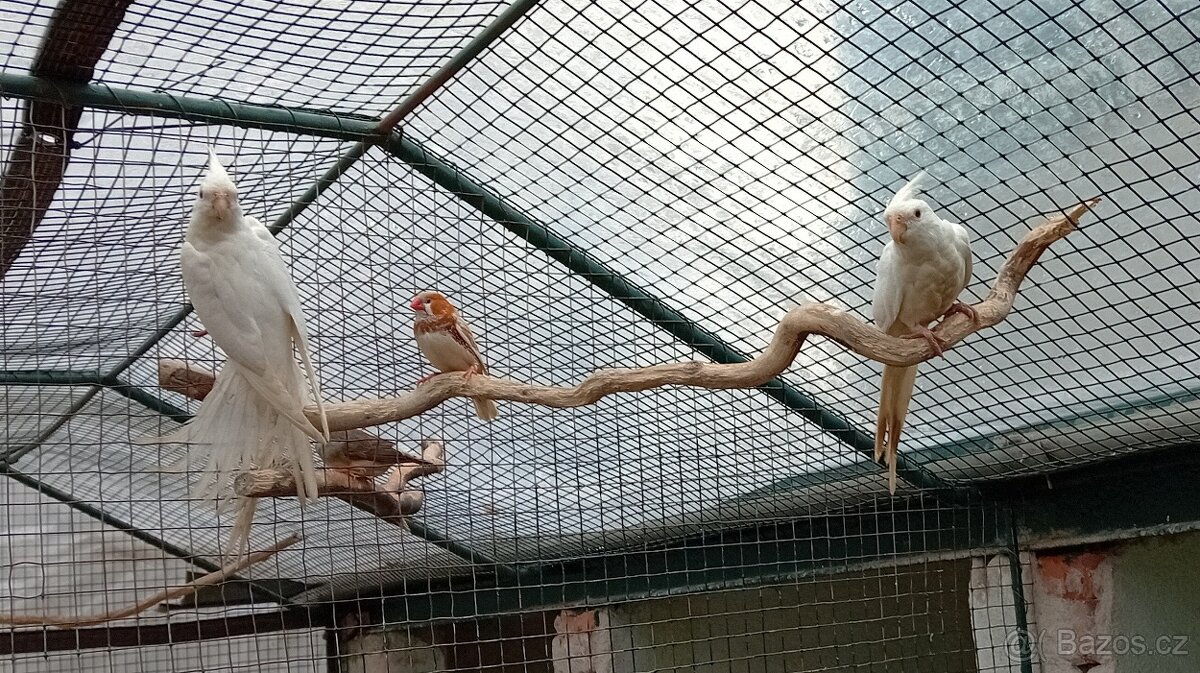 KORELA BĚLOHLAVÁ ALBINO