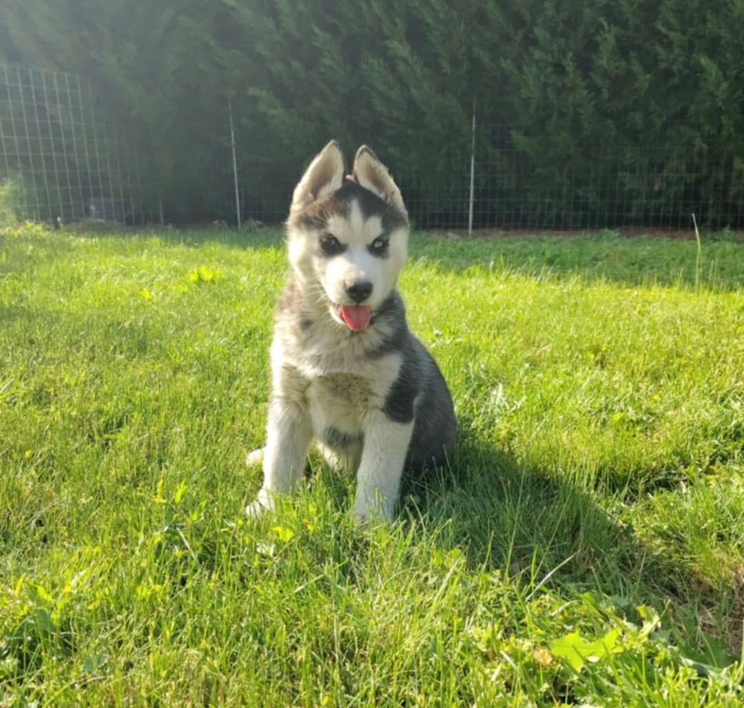 Sibiřský husky s PP