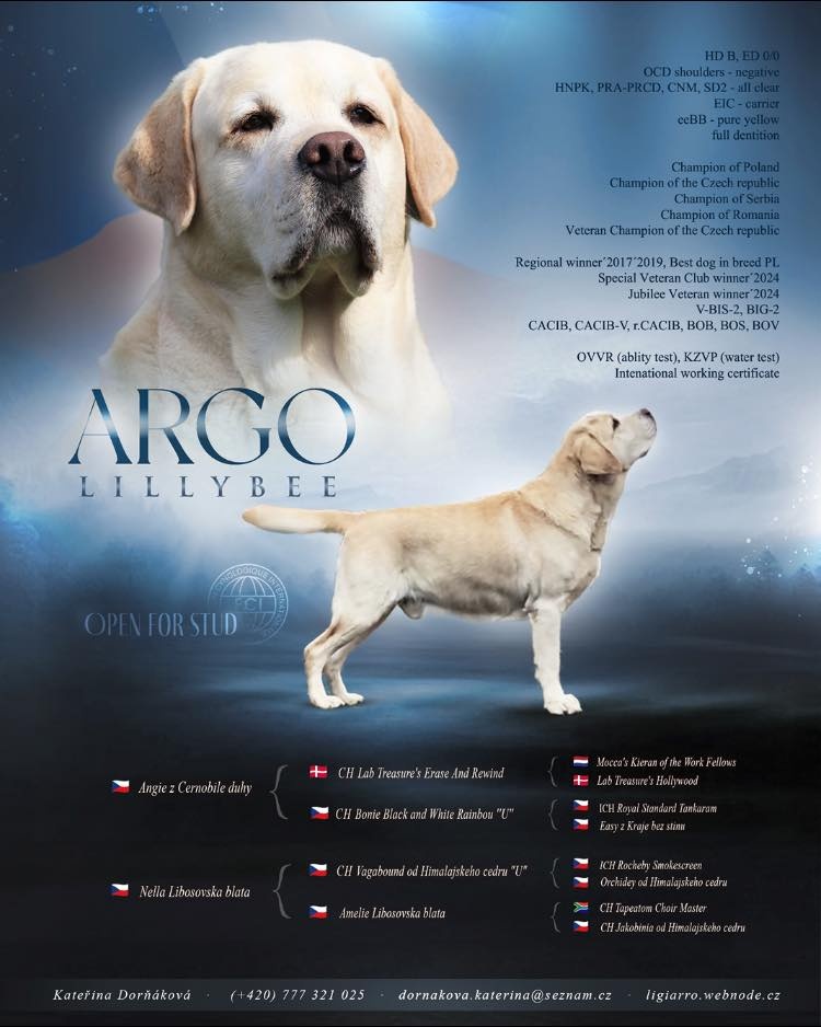 KRYTÍ - labradorský retriever s PP