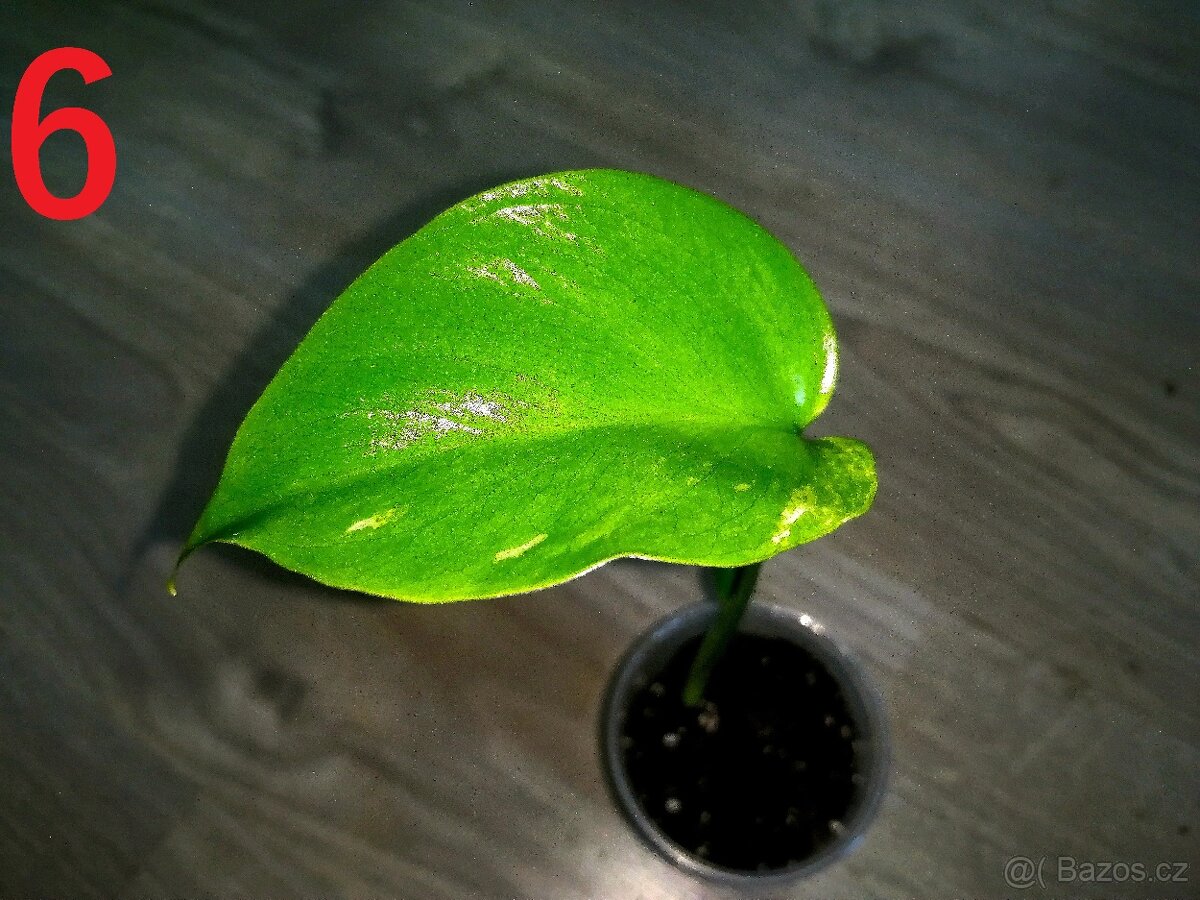 Monstera Deliciosa Albo variegata