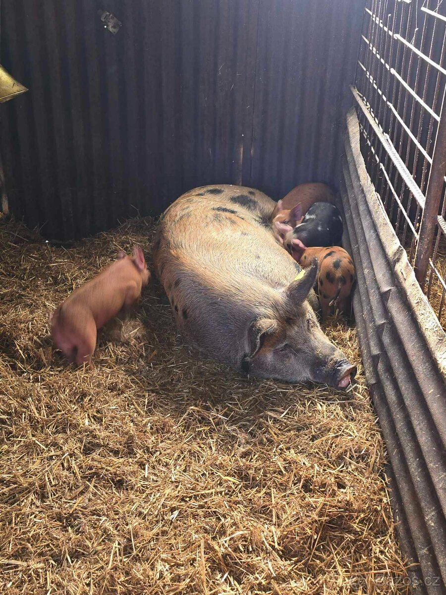 Selata-Pietrane x Duroc (letos jsou všechna prodaná)