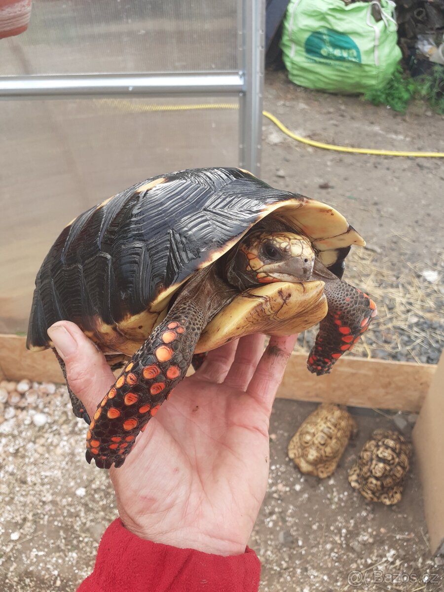 Želva uhlířská mláďata různé velikosti