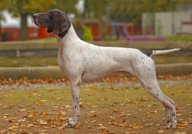 Štěňátka NKO - Německý ohař krátkosrtstý