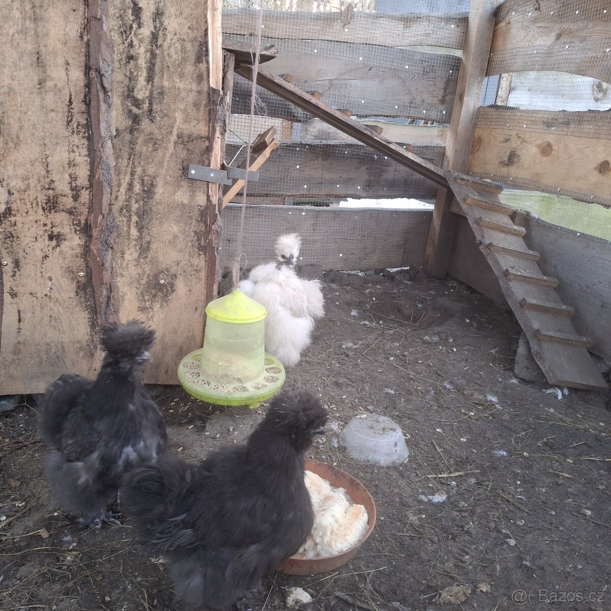 Prodam Kuřata Hedvabničky USA