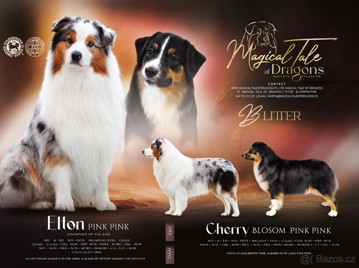 Australští ovčáci – dostupné štěňata s PP