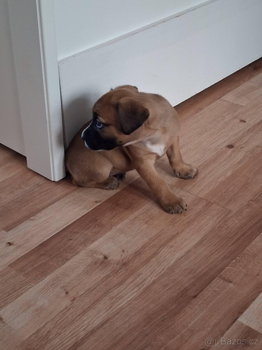 Štěně stanfordské teriér