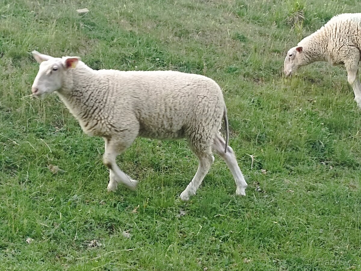 Jehnice na výpas zahrad