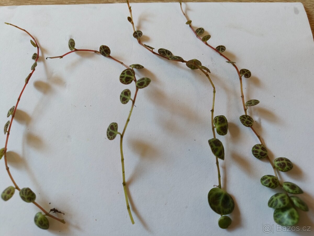 Peperomia prostrata --želvičky
