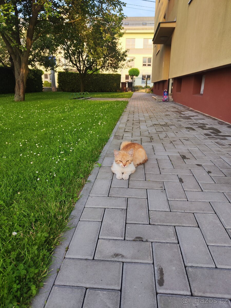Daruji ročního kocourka