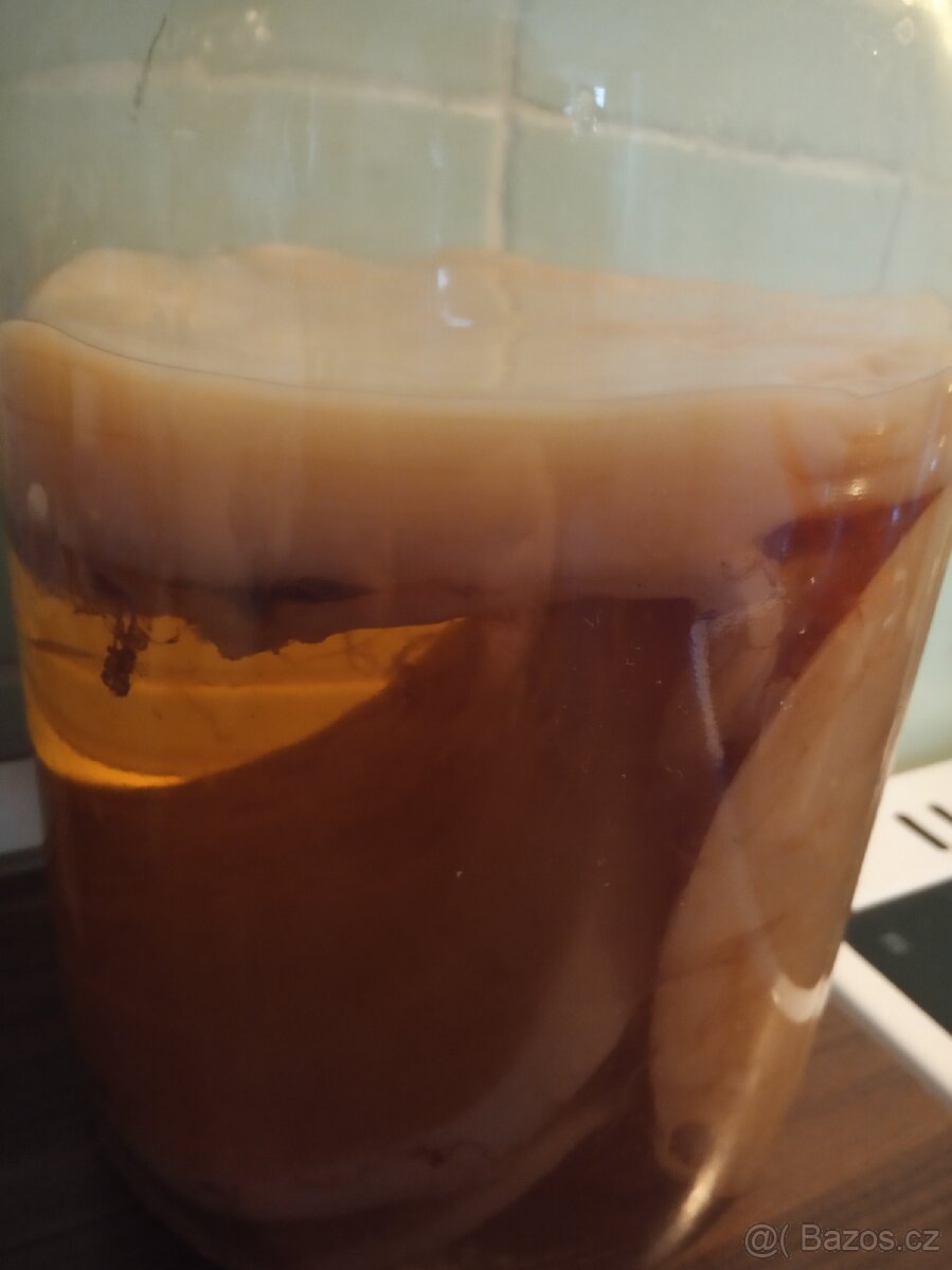 Kombucha v nálevu ze zeleného čaje