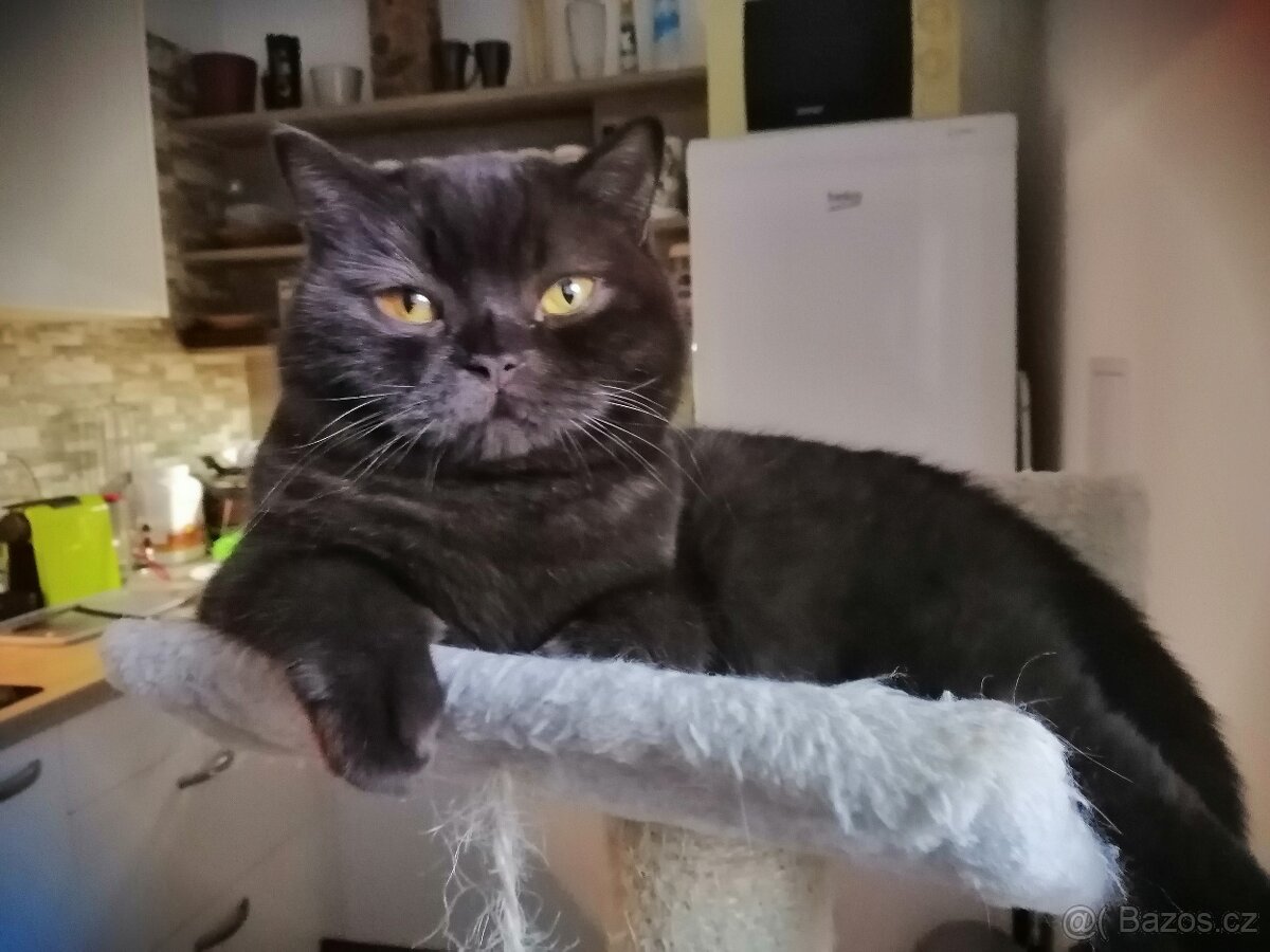 Britská čokoládová kočka