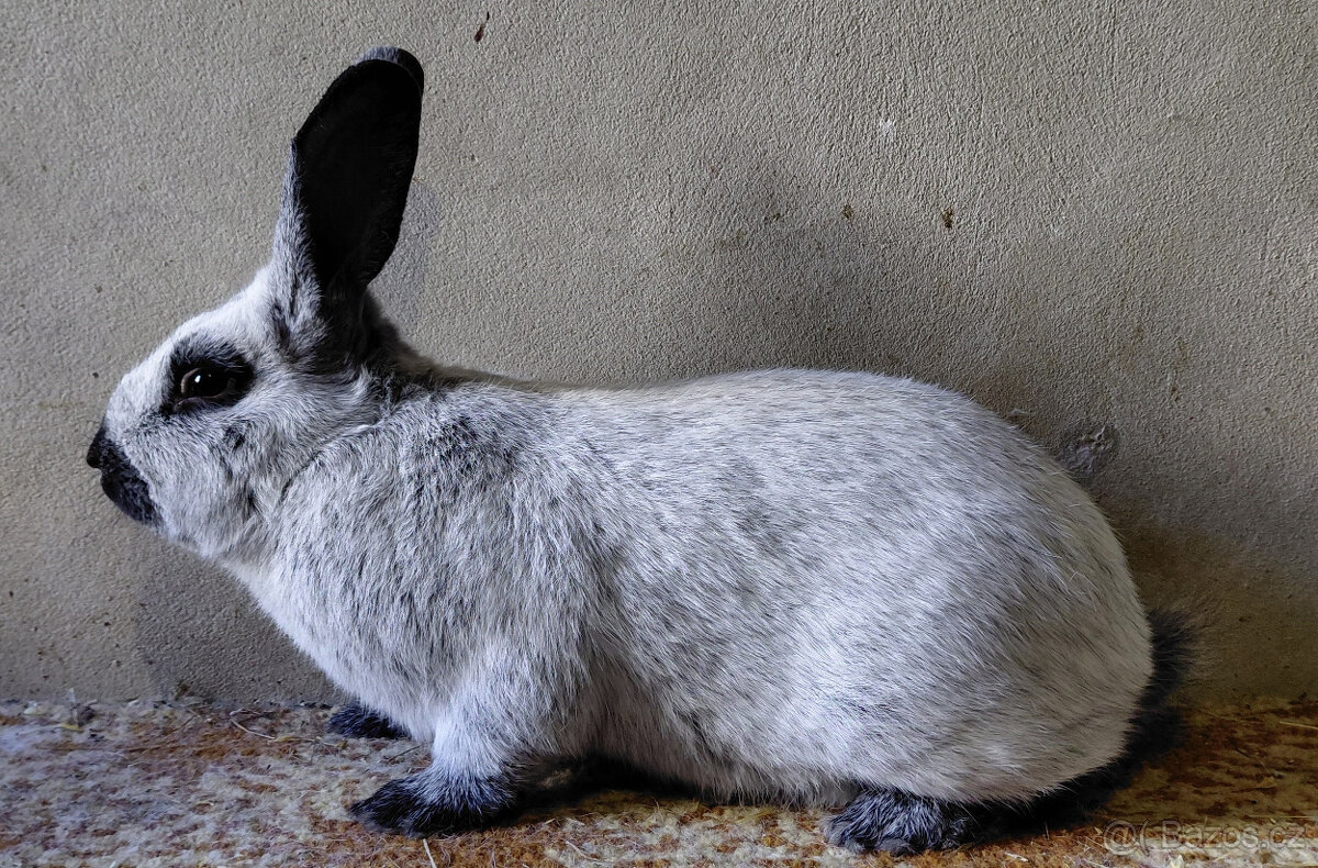 STŘÍBŘITÝ FRANCOUZSKÝ FS