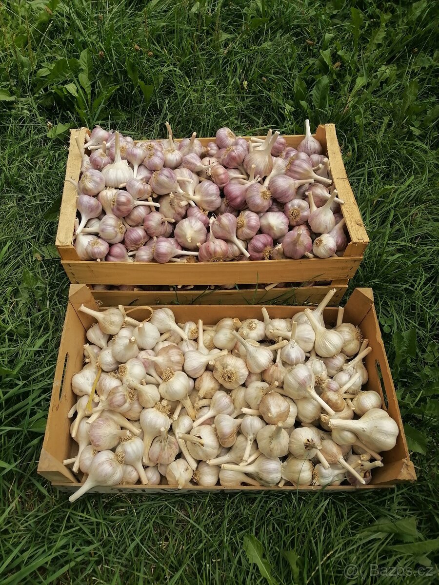 Česnek