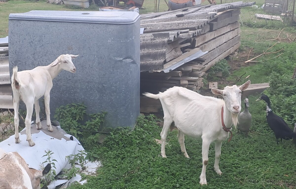 Bílá koza + letošní dcera