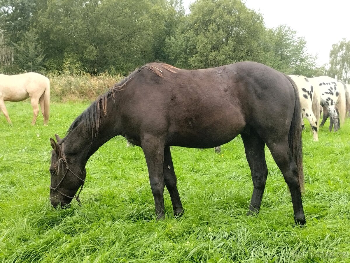 🐎 Mladý Foundation Appaloosa kluk 🐎