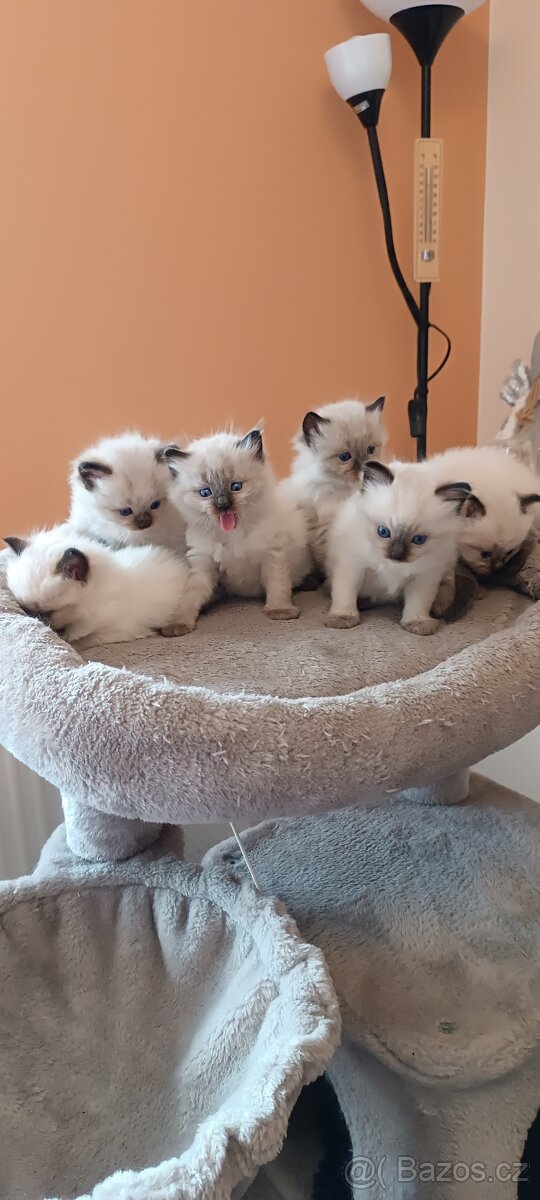 Ragdoll kotatka