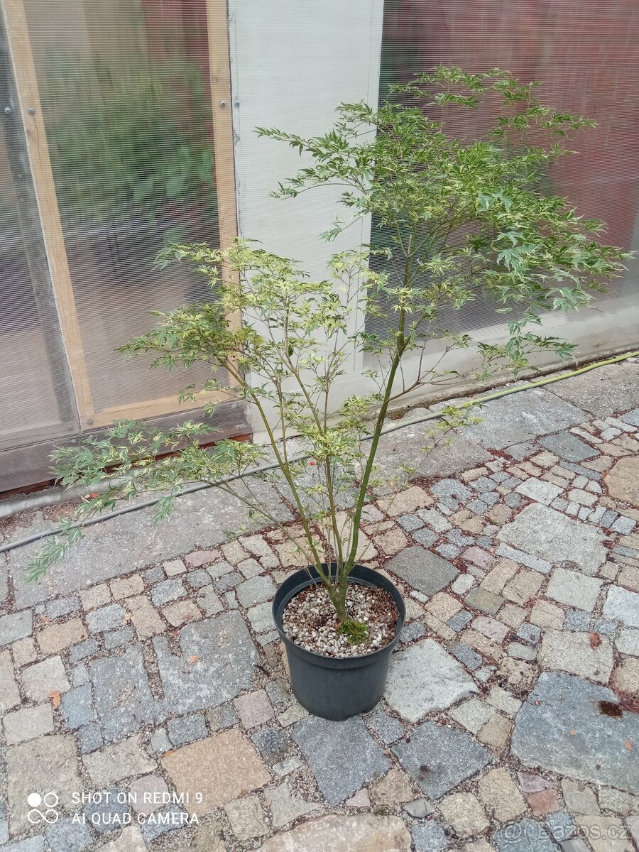 Japonský javor