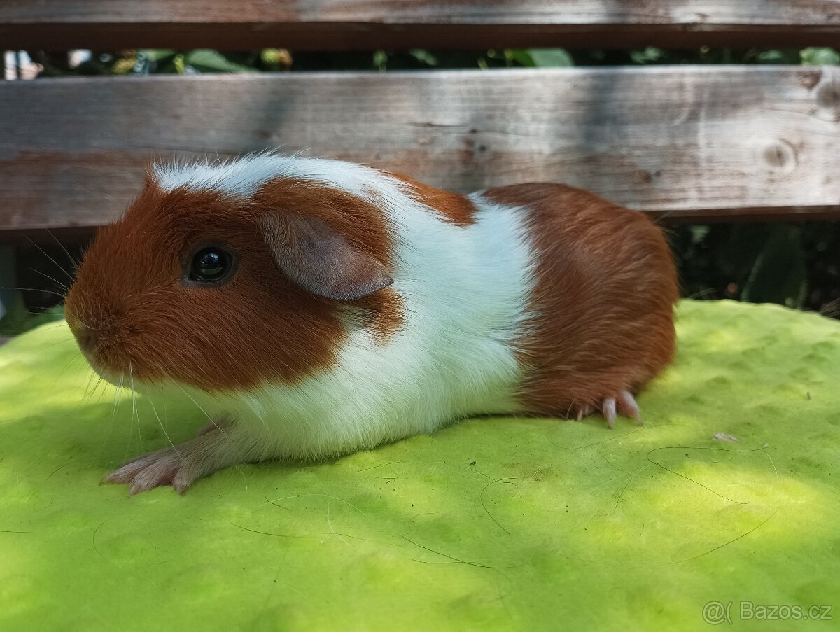 Morče samec Charis