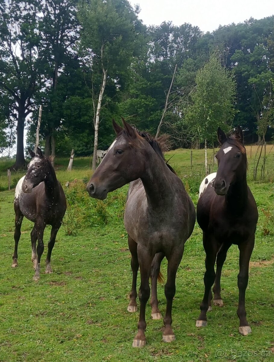 Tříletá klisna Appaloosa