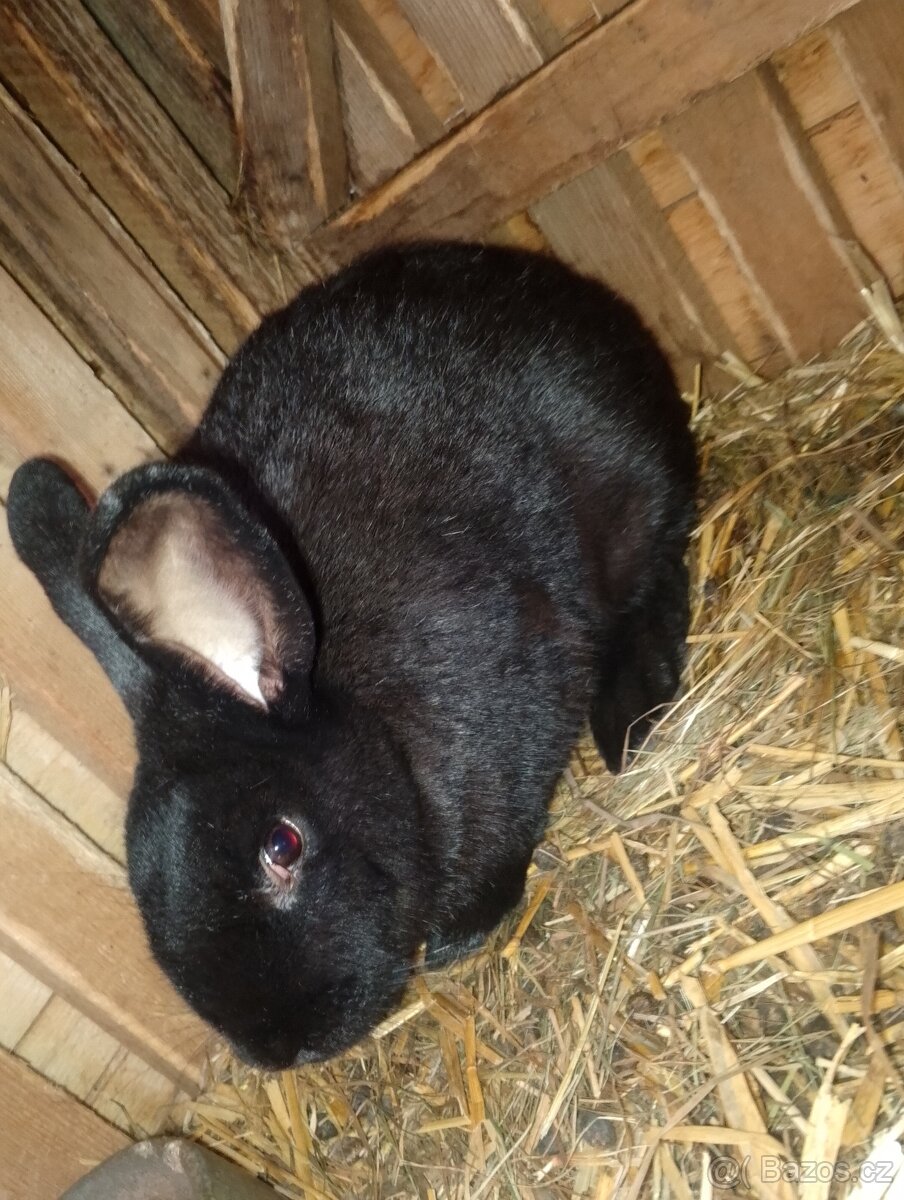 Prodám králíky na zabití nebo na chov