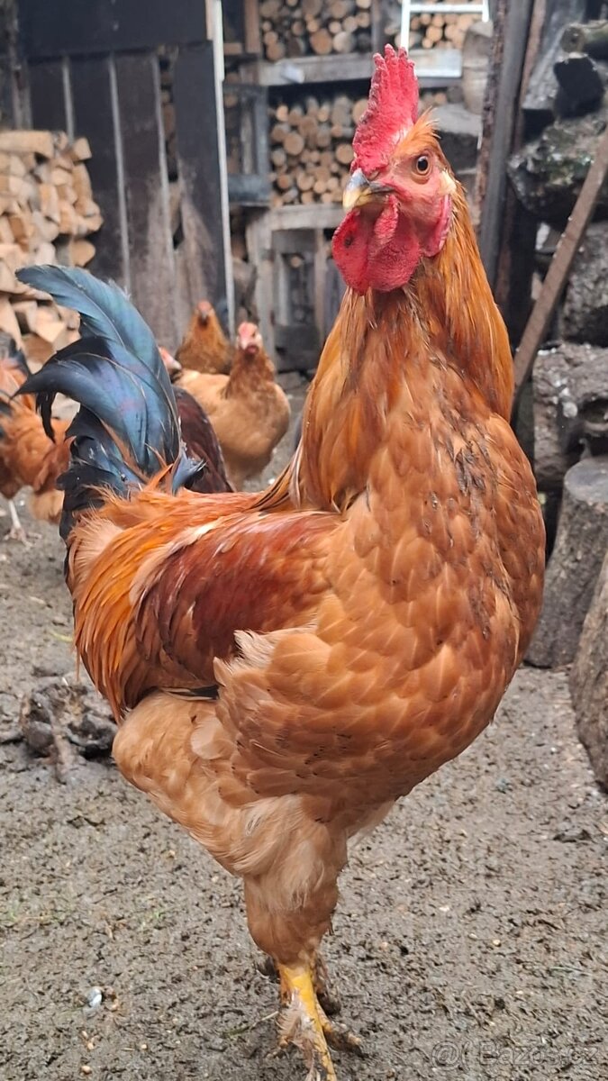 Kohouti