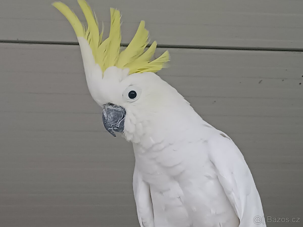 Kakadu Žlutočečelaty