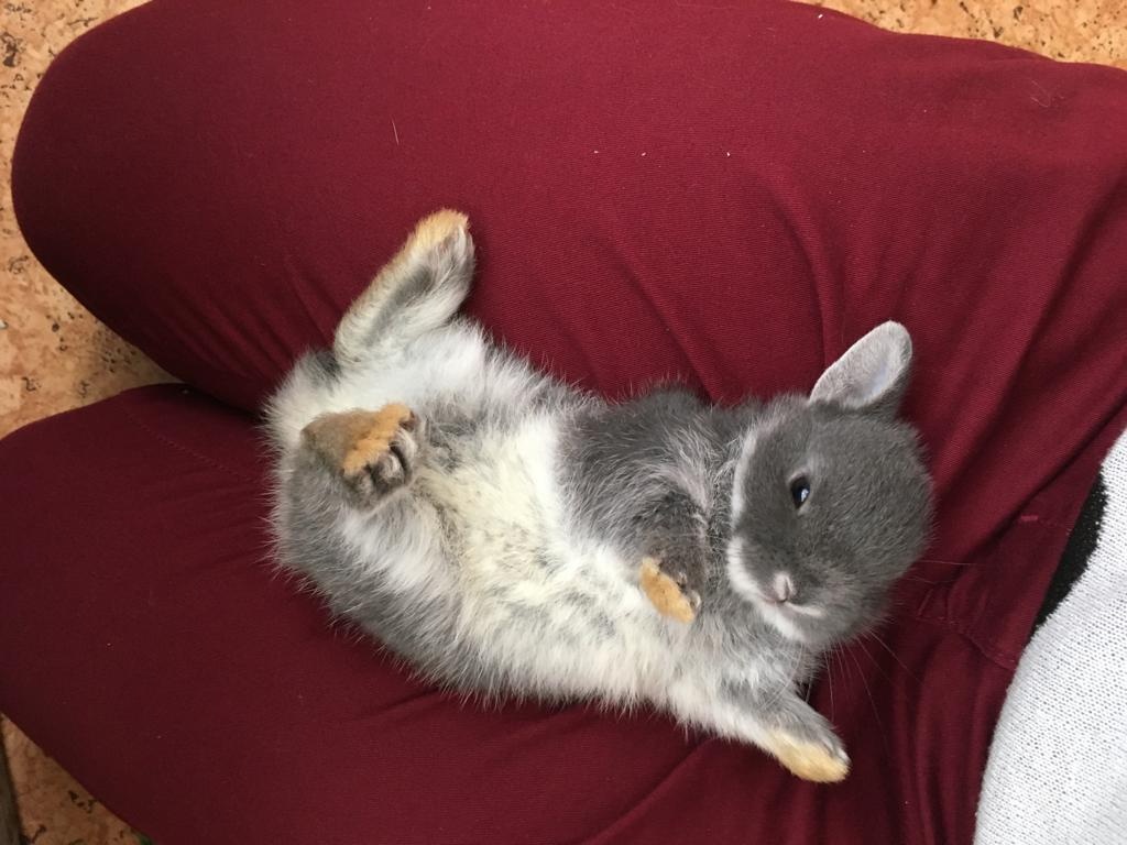 Zakrslý bílopesíkatý modrý králík