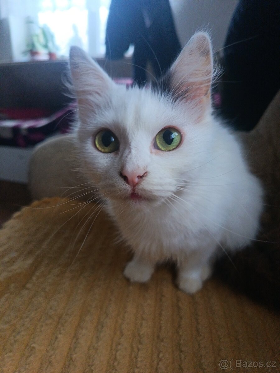 Daruji do dobrých rukou