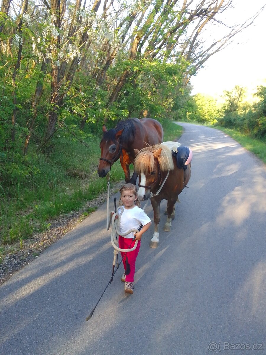 Přeprava Hospodářských zvířat/Koní