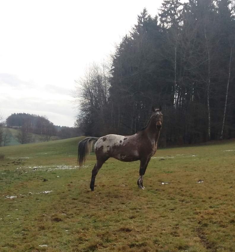 Kříženec valach AphXA1/1