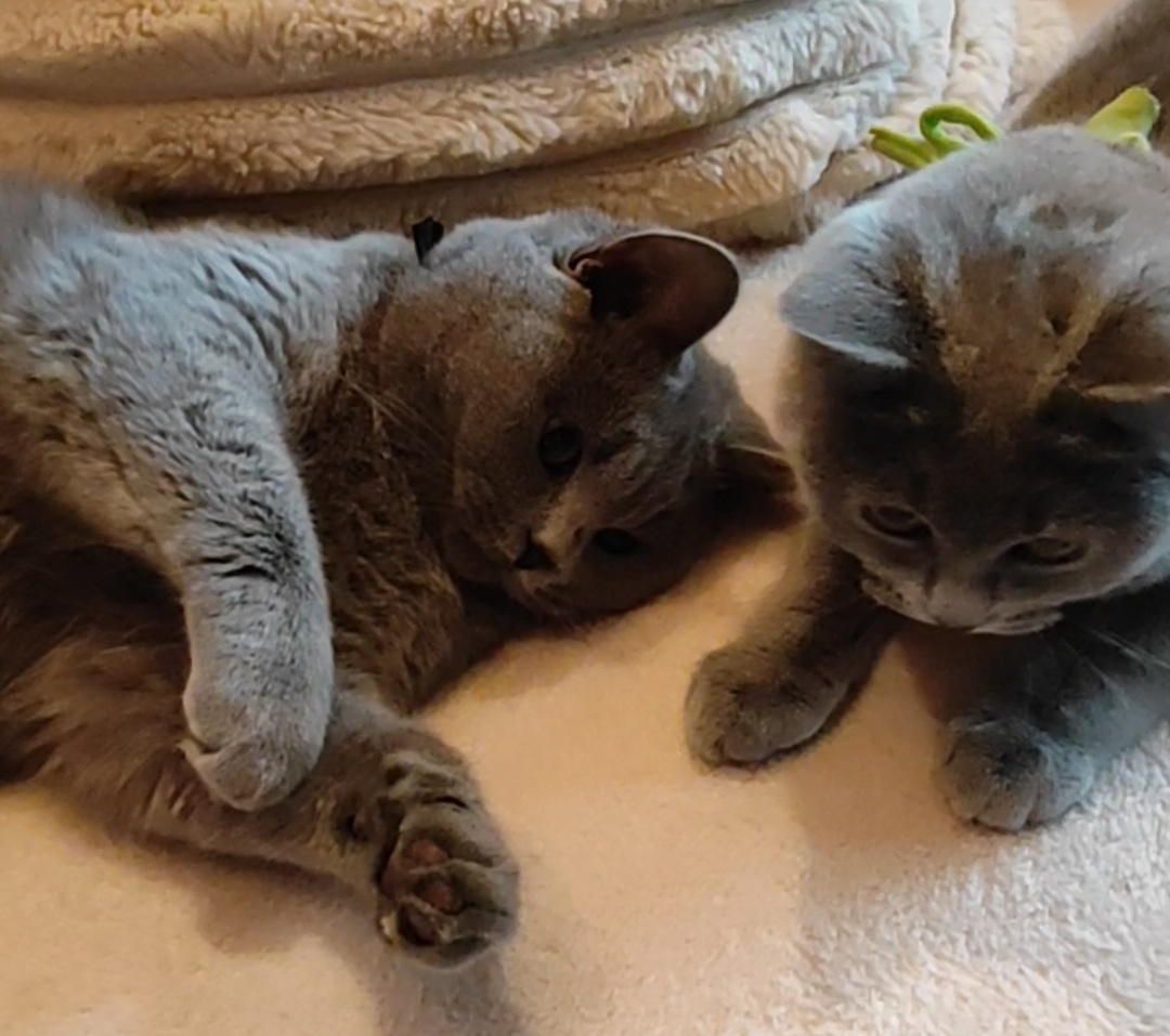 Britské kotě, britská koťátka