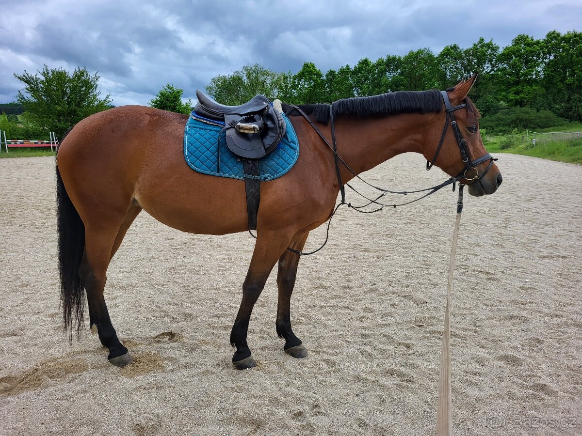 8letá perspektivní klisna