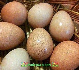 Perličky - násadová vejce