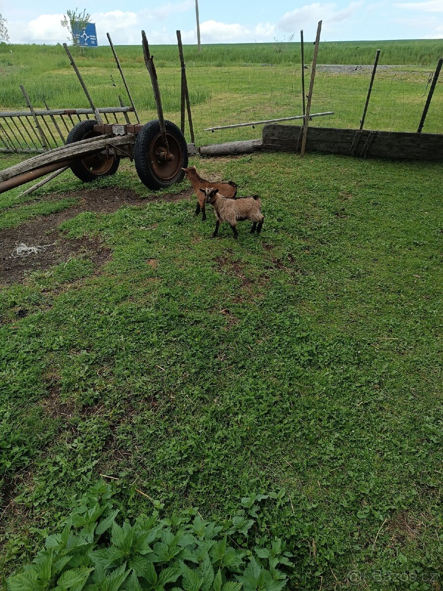 Holandská koza zakrslá
