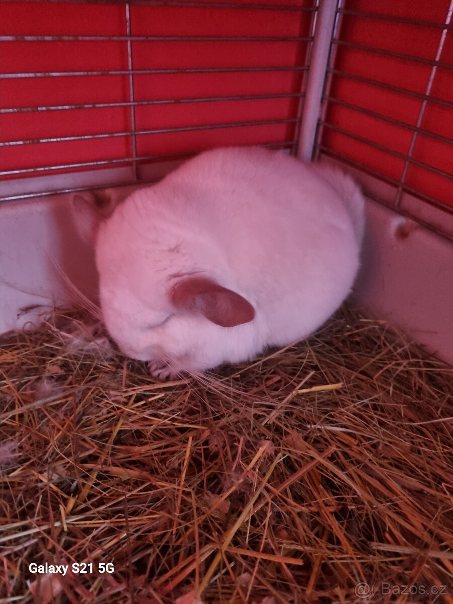 Činčilky na prodej